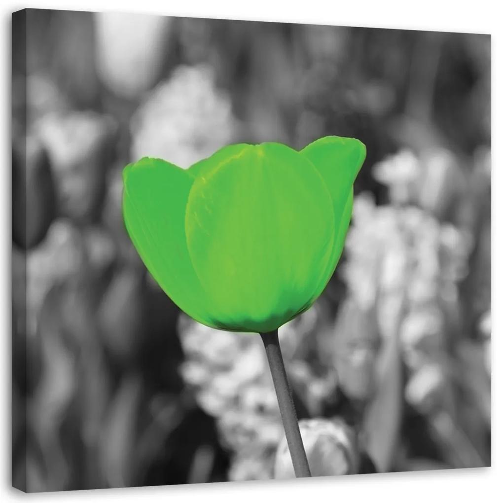 Obraz na plátně Tulipány Květina - 50x50 cm