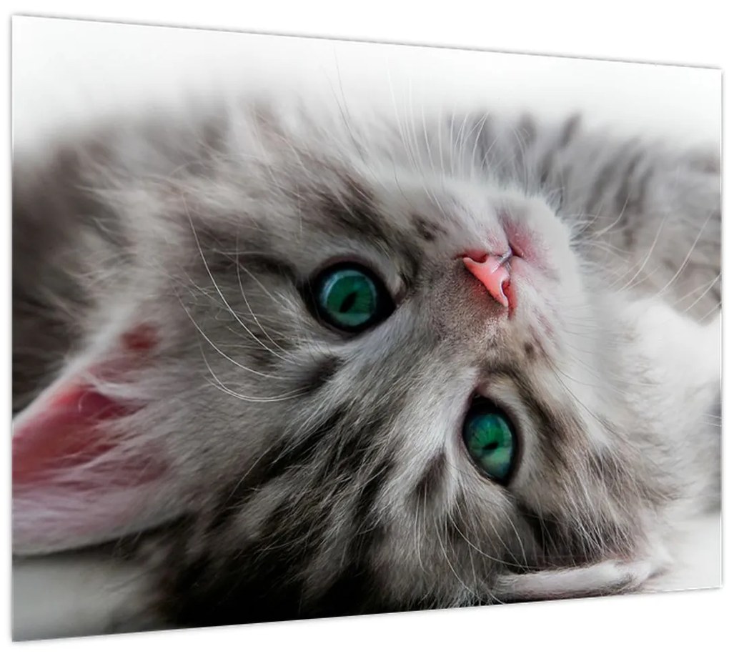 Sklenený obraz - Mačka so zelenými očami (70x50 cm)