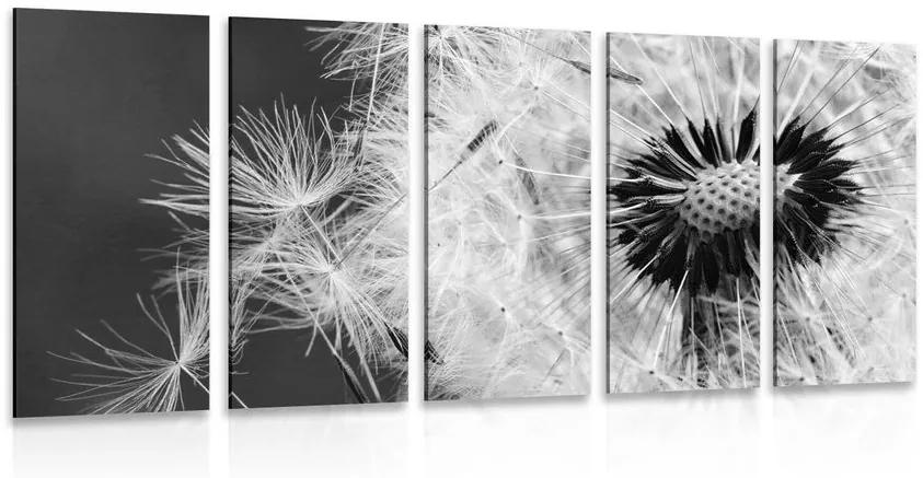 5-dielny obraz semienka púpavy v čiernobielom prevedení Varianta: 100x50