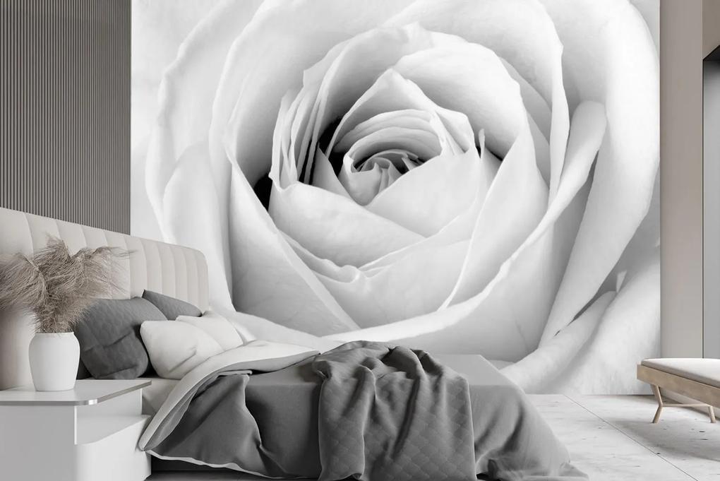 Gario Fototapeta Biela ruža, detailný záber na púčik Materiál: Vliesová, Rozmery: 200 x 140 cm