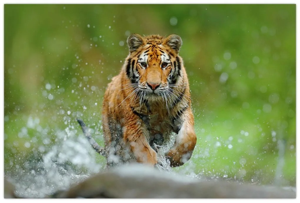 Obraz - Bežiaci tiger (90x60 cm)