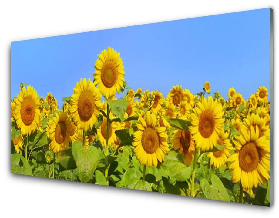 Obraz na skle Slnečnica kvet rastlina 140x70 cm