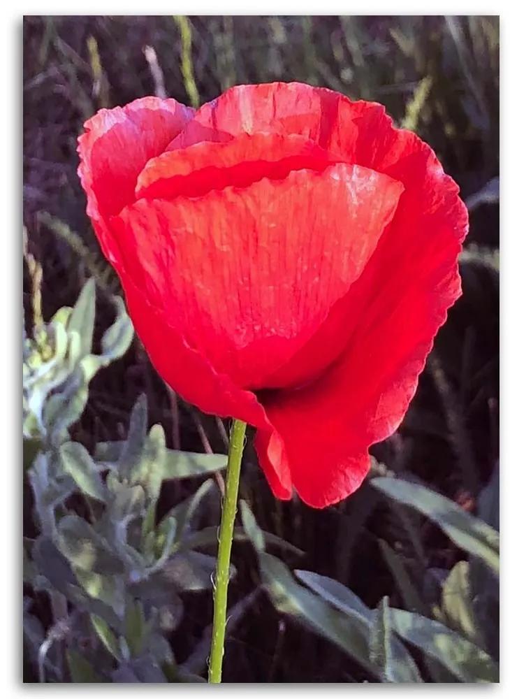 Obraz na plátně Červený mák Květina Příroda - 80x120 cm