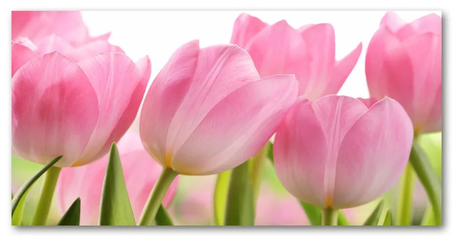 Foto obraz akrylový do obývačky Ružové tulipány pl-oa-140x70-f-76775867