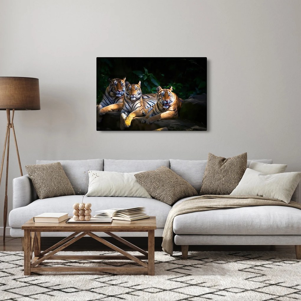 Obraz - Tigrii bratia (90x60 cm)