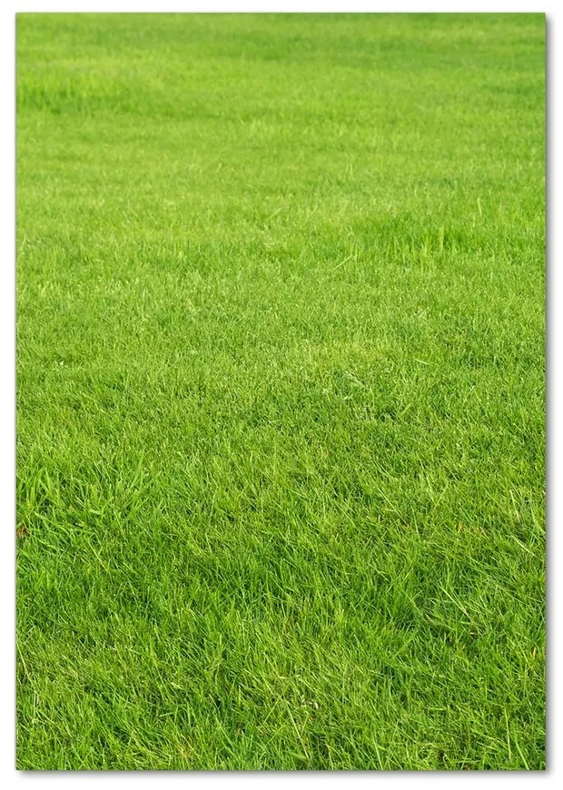 Foto obraz akrylový do obývačky Zelená tráva pl-oa-70x100-f-141153462
