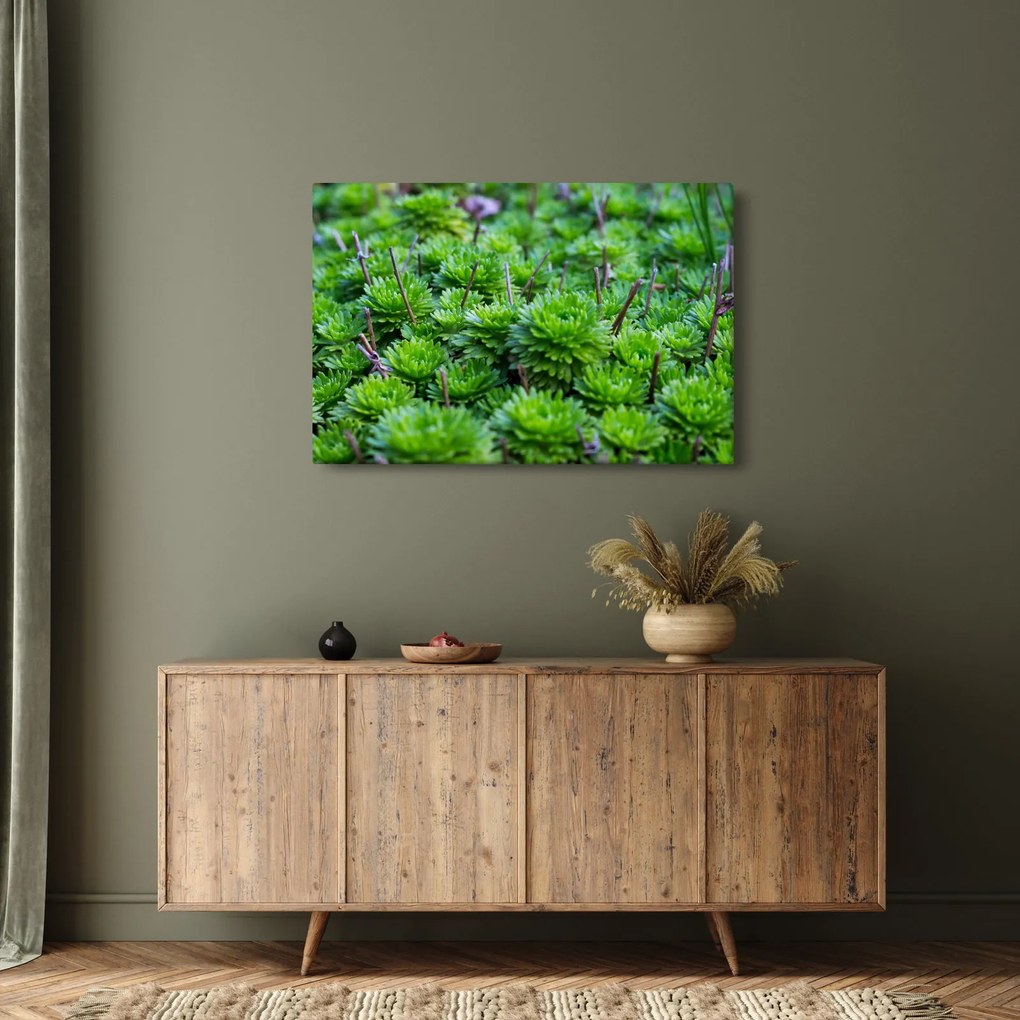 Obraz sukulentov (90x60 cm)