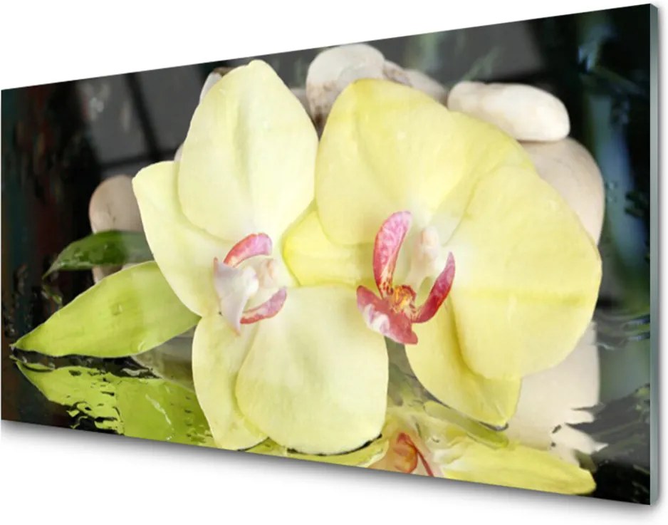 Skleněné obklady do kuchyně Okvětní plátky orchidej