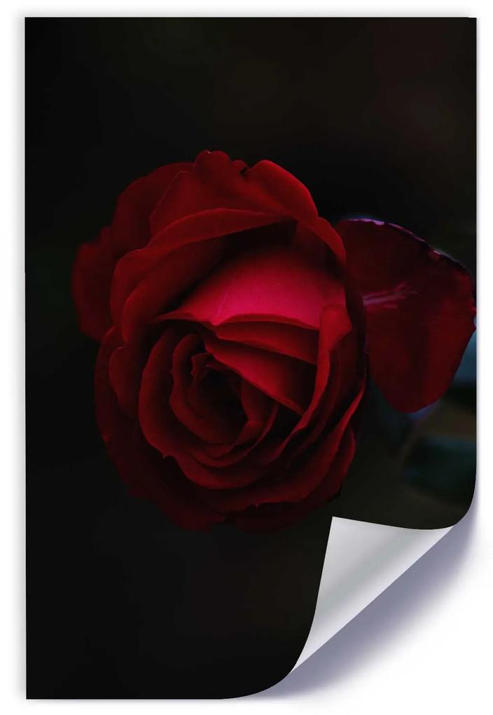 Gario Plagát Červená ruža v noci Farba rámu: Bez rámu, Rozmery: 20 x 30 cm