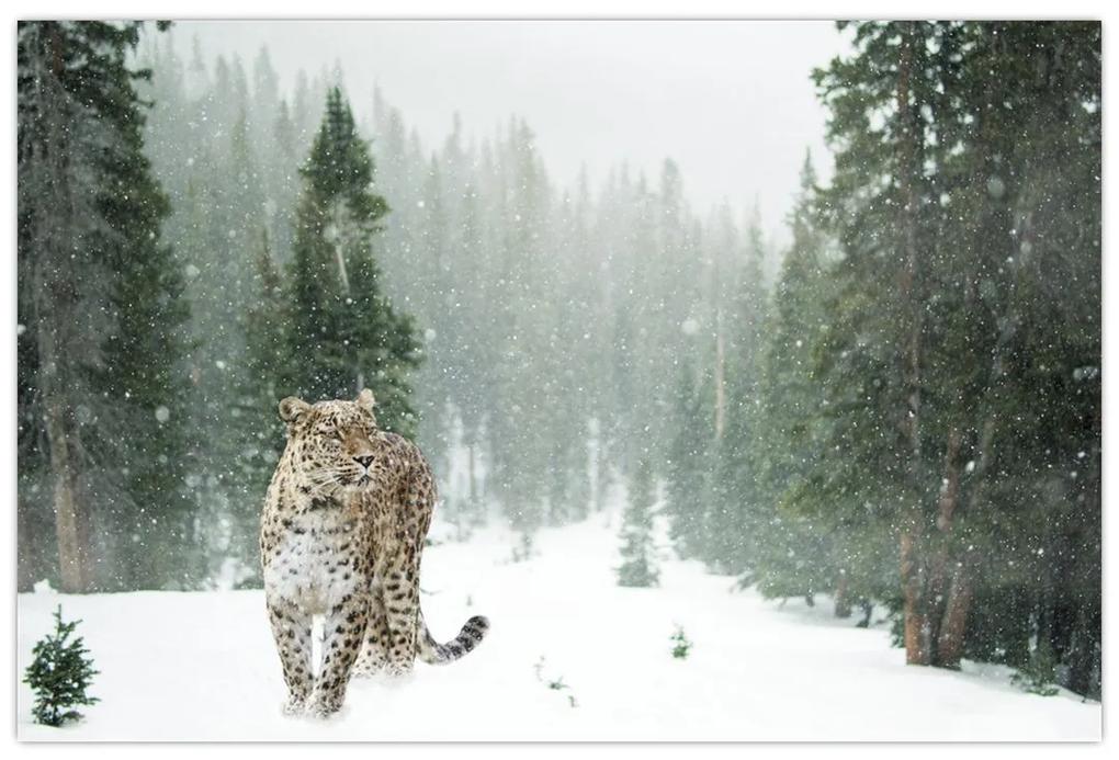 Obraz leoparda v snehu (90x60 cm)