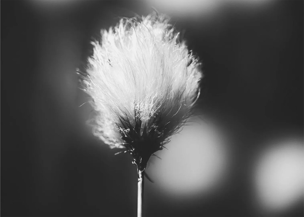 Sklenený obraz - Čiernobiely cottongrass (70x50 cm)