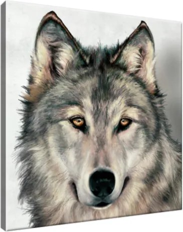 Obraz na plátne Šedivý vlk 50x50cm S-3341A_1K(P)
