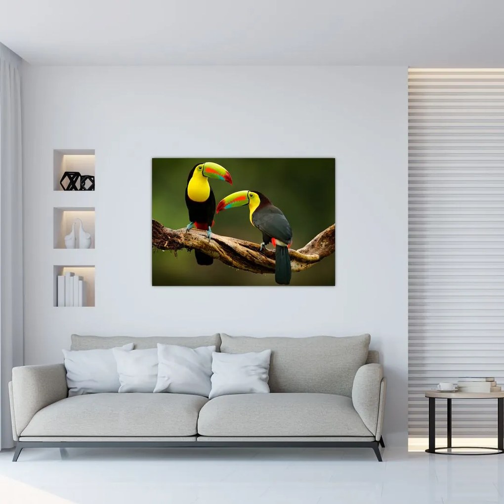 Obraz - tukan