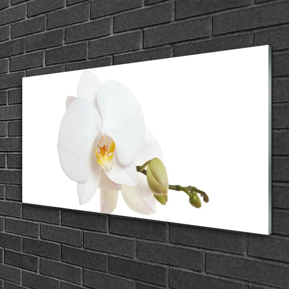 Skleneny obraz Kvet rastlina príroda 140x70 cm