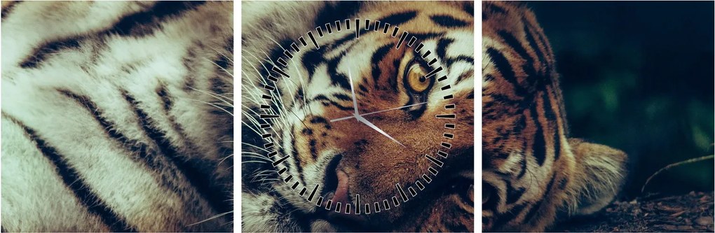 Obraz - Tiger Sibírsky (s hodinami) (90x30 cm)