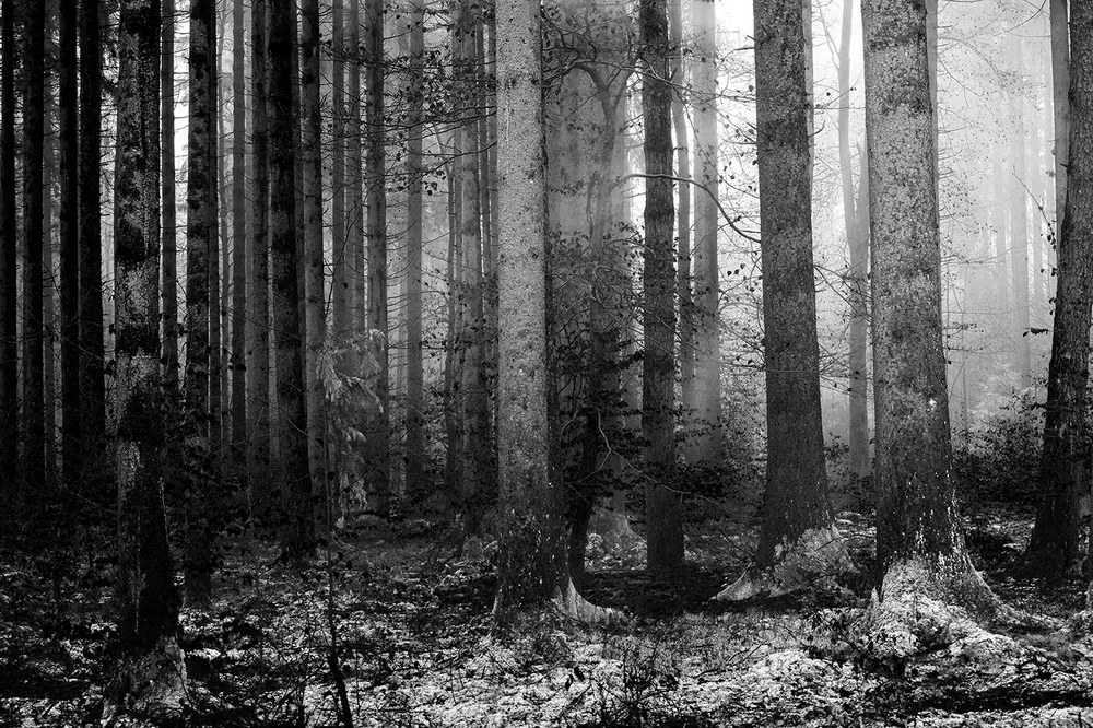 Originálna fototapeta čiernobiele zákutie lesa
