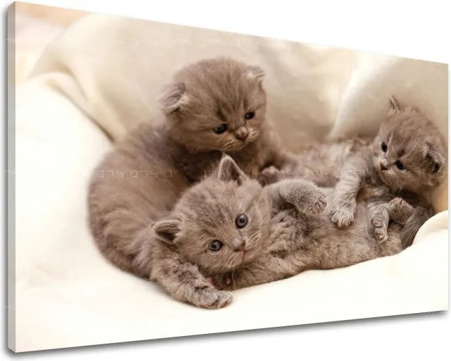 Obraz na stenu ZVIERATÁ ZV006E11