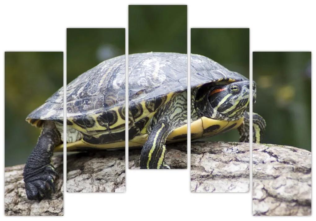 Obraz suchozemské korytnačky