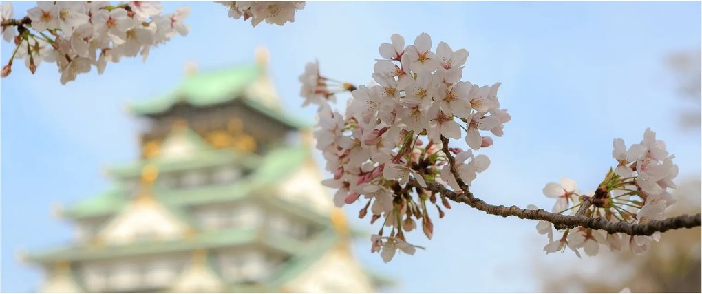 Obraz - Sakura (120x50 cm)