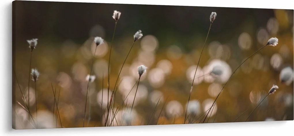 Obraz - Lúka s cottongrass N⁰2 (120x50 cm)