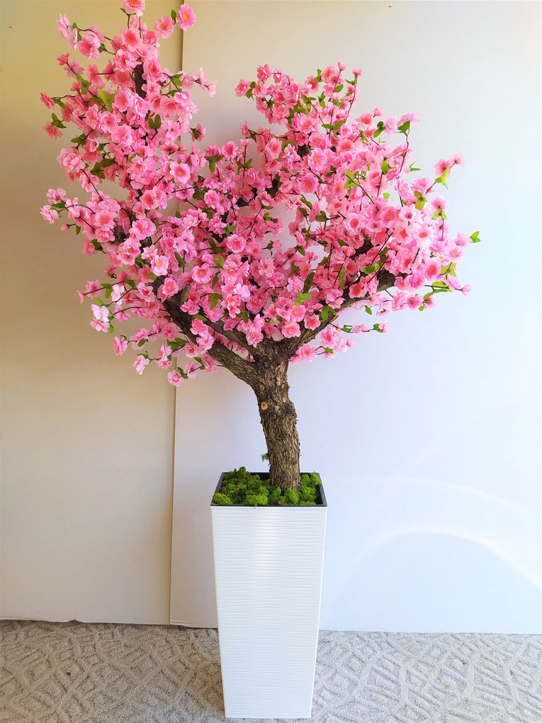 Japonská čerešňa 160cm