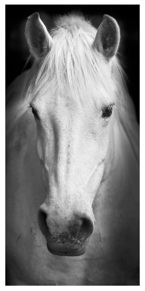 Moderný deliaci Paravan biely kôň