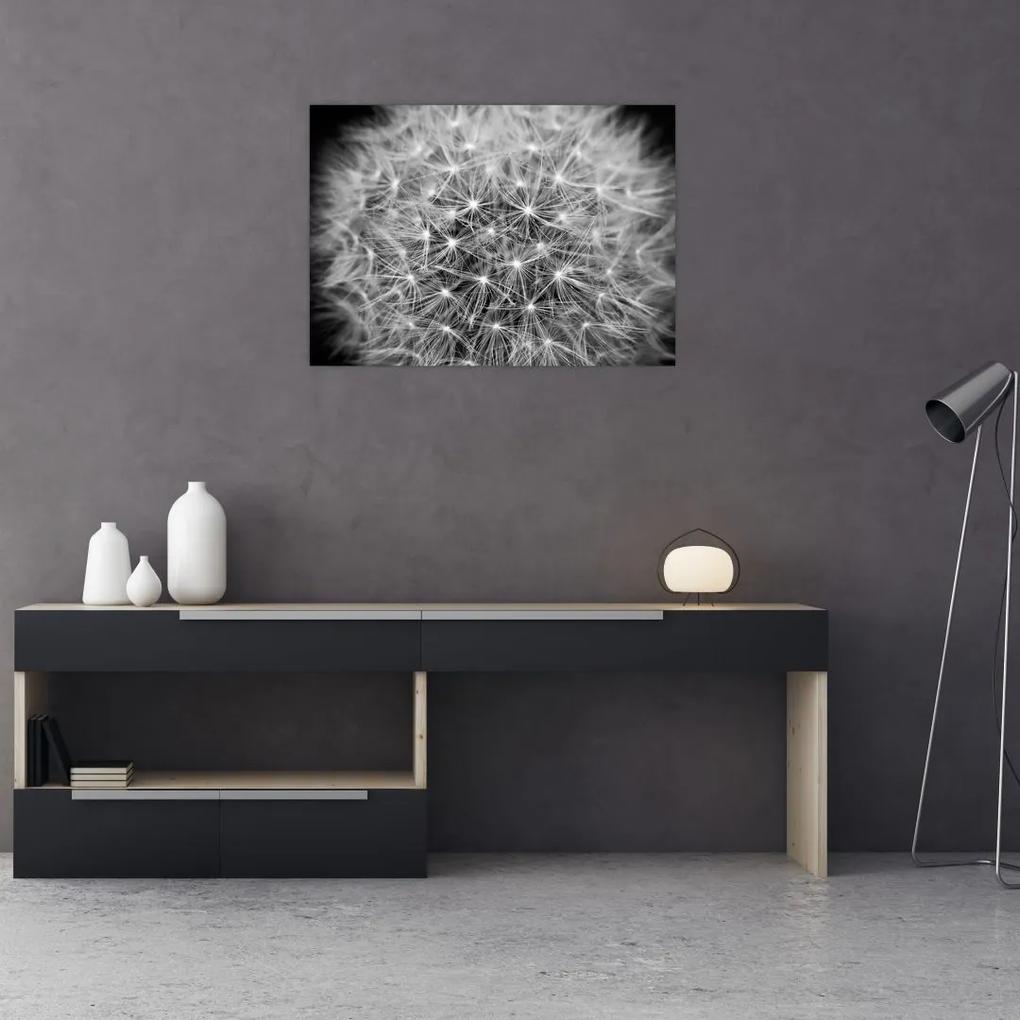 Sklenený obraz sivej púpavy (70x50 cm)