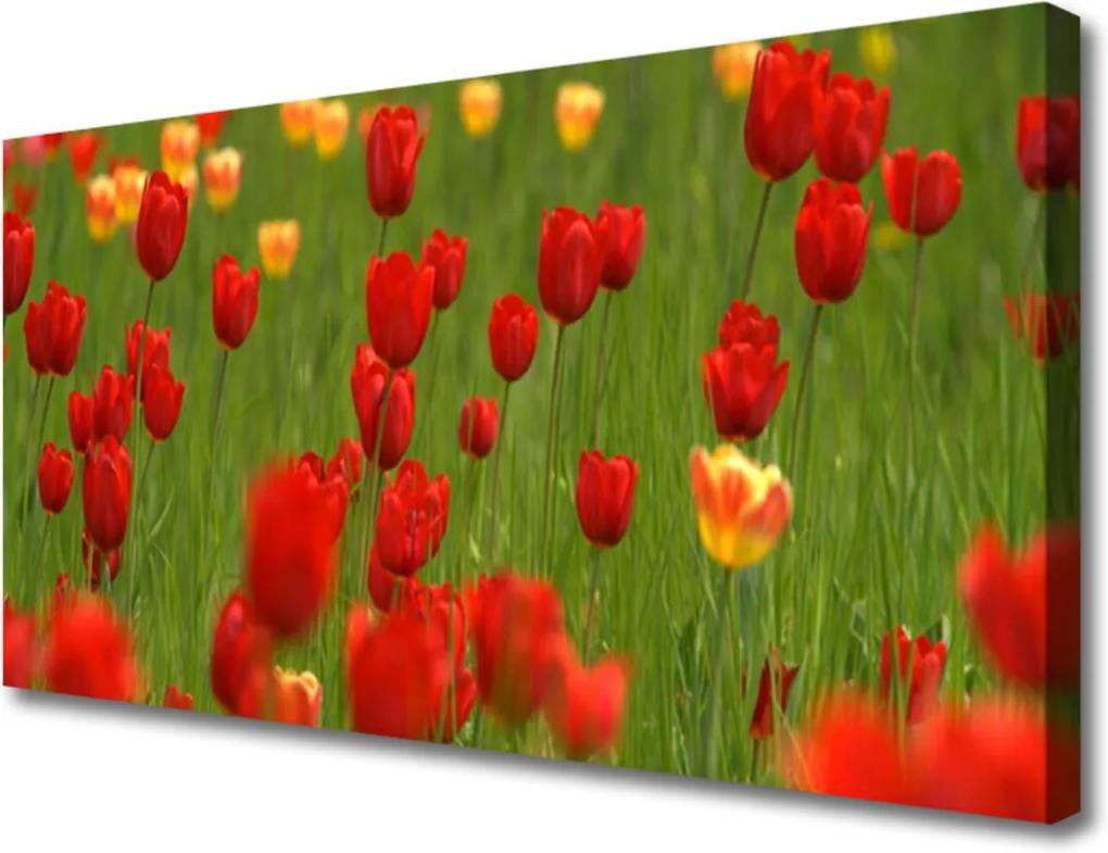 Obraz na plátně Sklenený Tulipány Rastlina