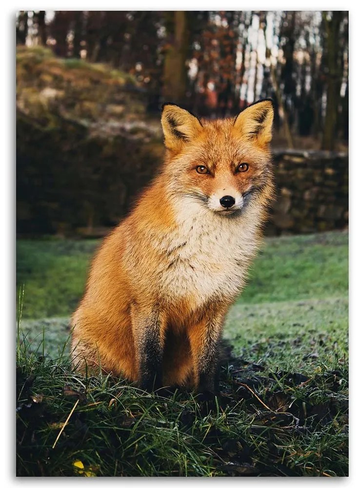 Gario Obraz na plátne Líška v lese Rozmery: 60 x 90 cm