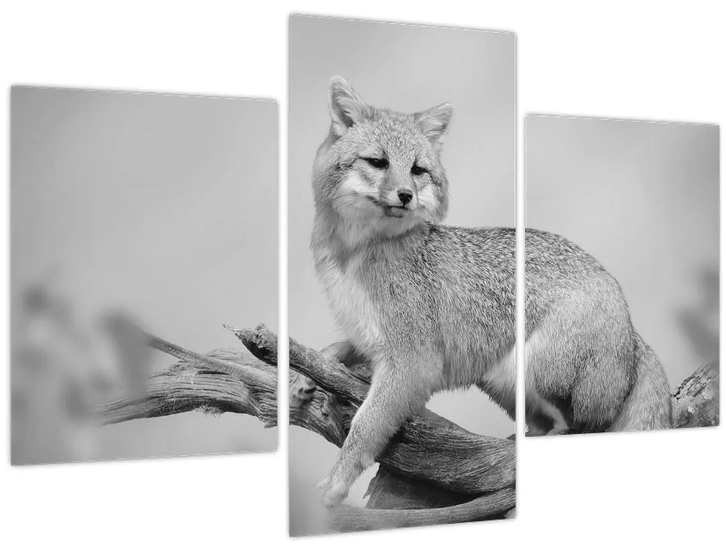 Obraz - Líška šedá (90x60 cm)