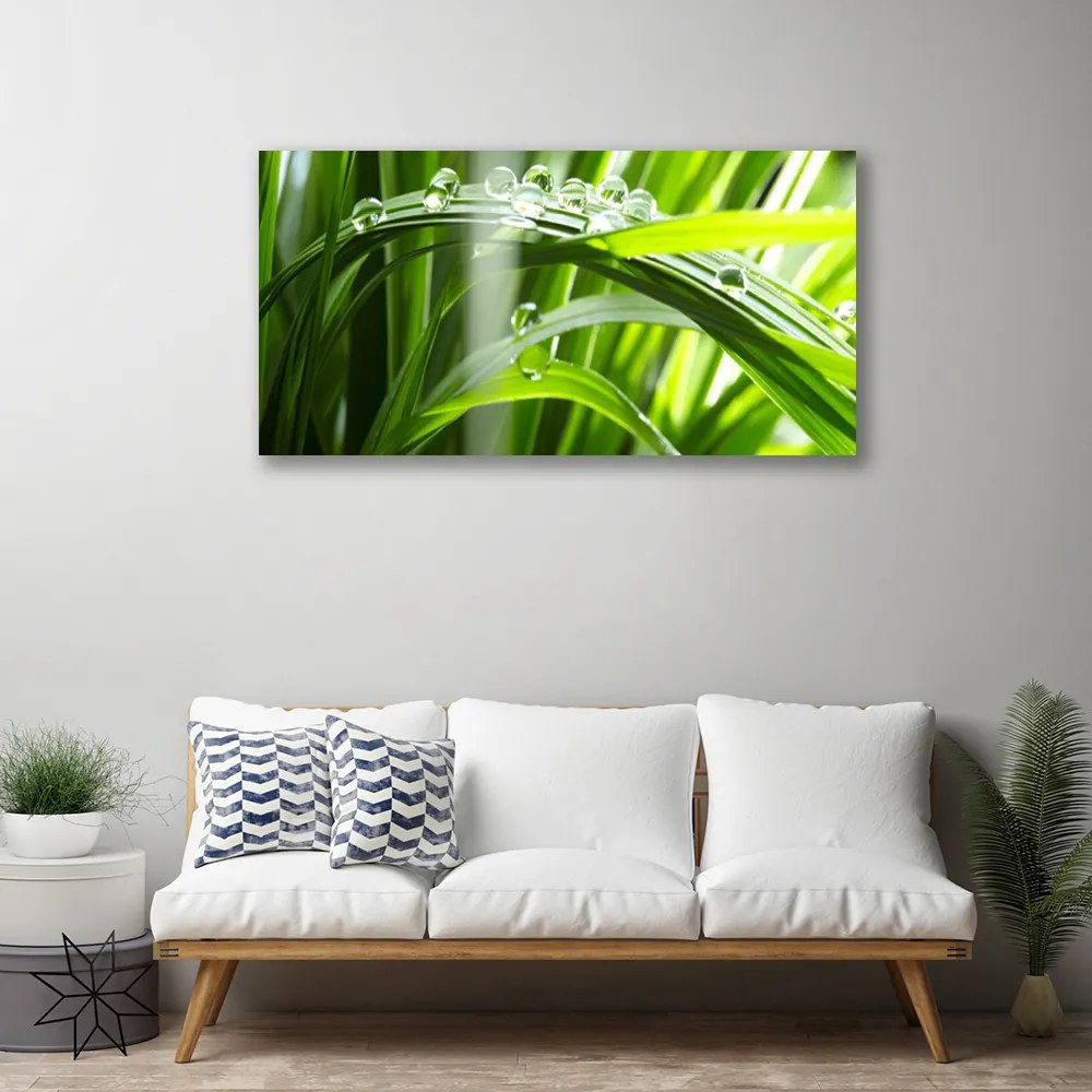 Obraz Canvas Tráva rosa kvapky rastlina 125x50 cm