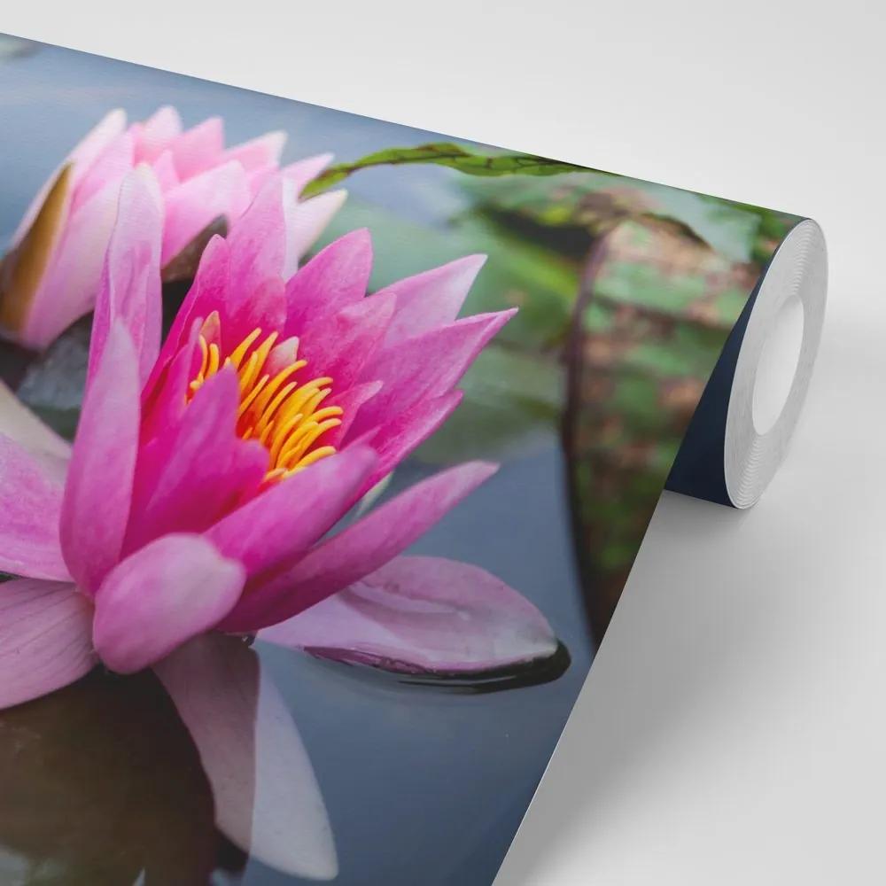 Samolepiaca fototapeta ružový lotosový kvet - 450x300
