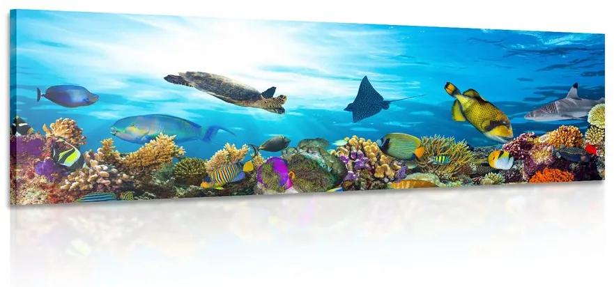 Obraz koralový útes s rybkami a korytnačkami Varianta: 135x45