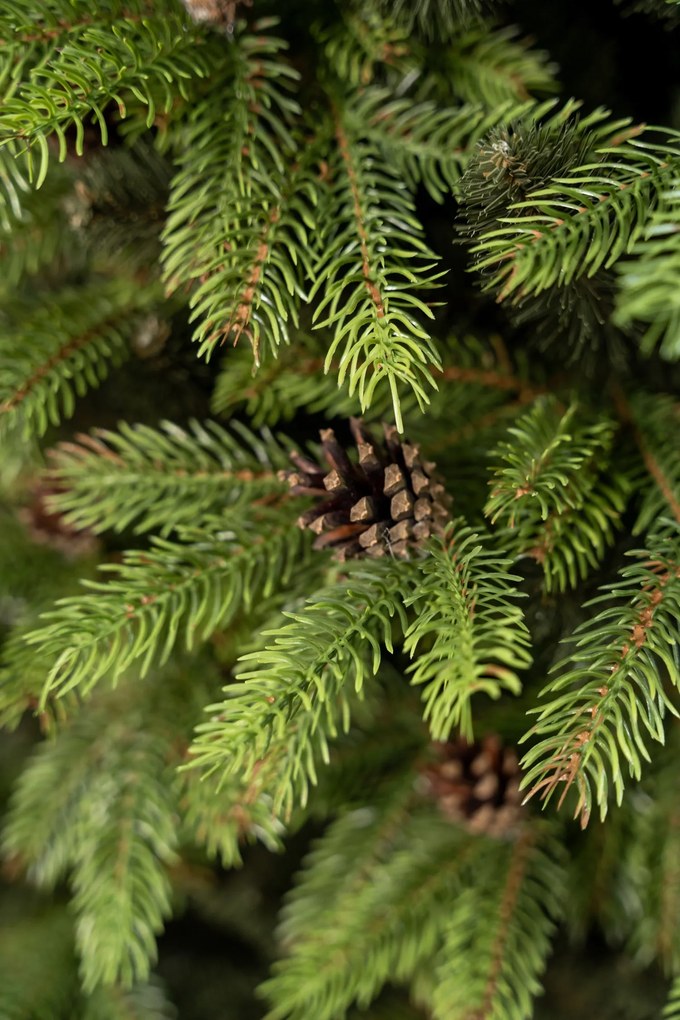 Vianočný stromček- Jedľa Pola premium 3D so šiškami- 170cm