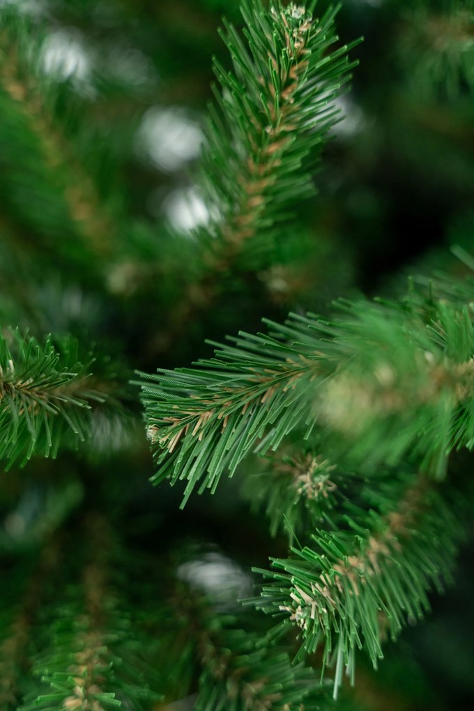 Limpol Smrek Natura 1,80 m