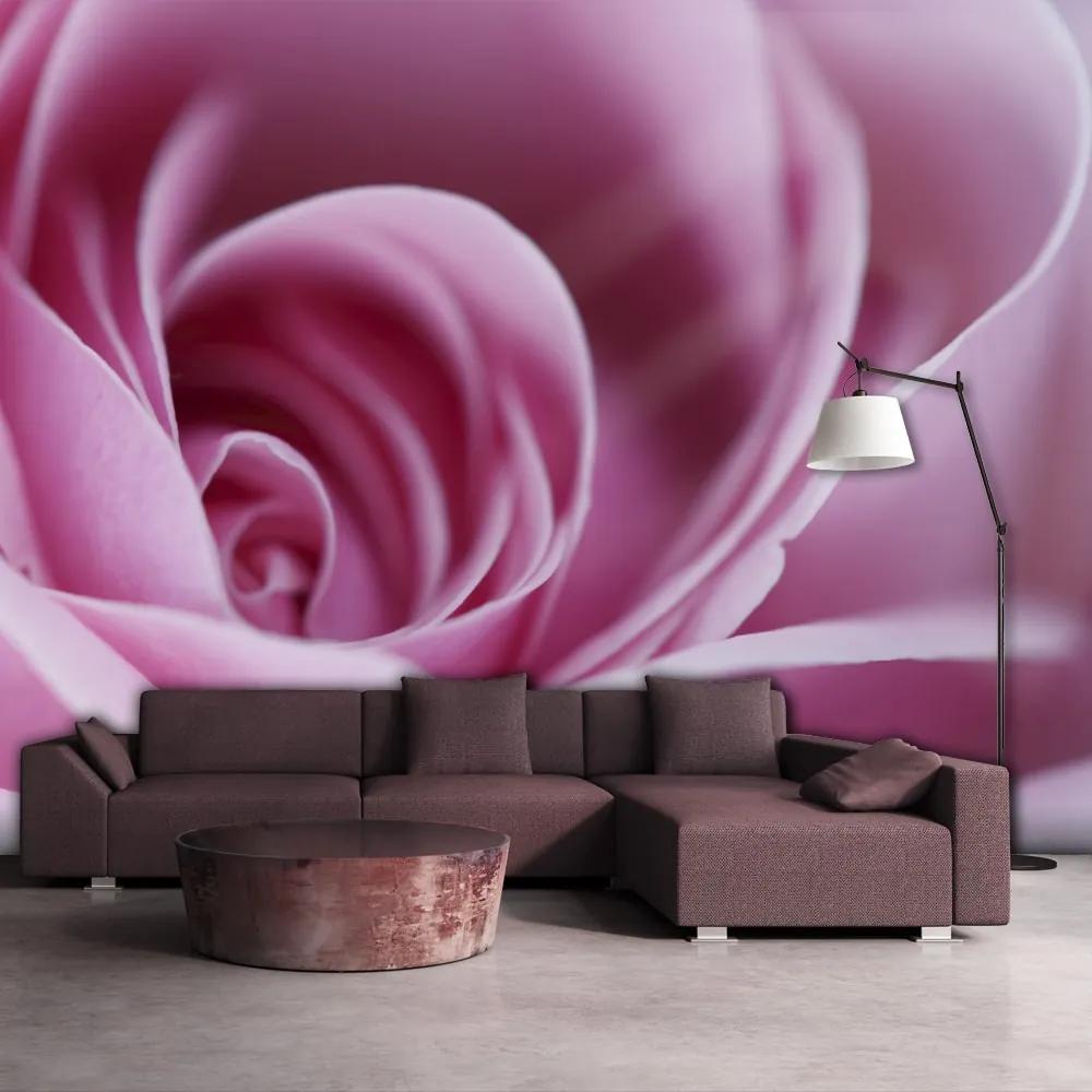 Fototapeta Ružová ruža - Pink rose