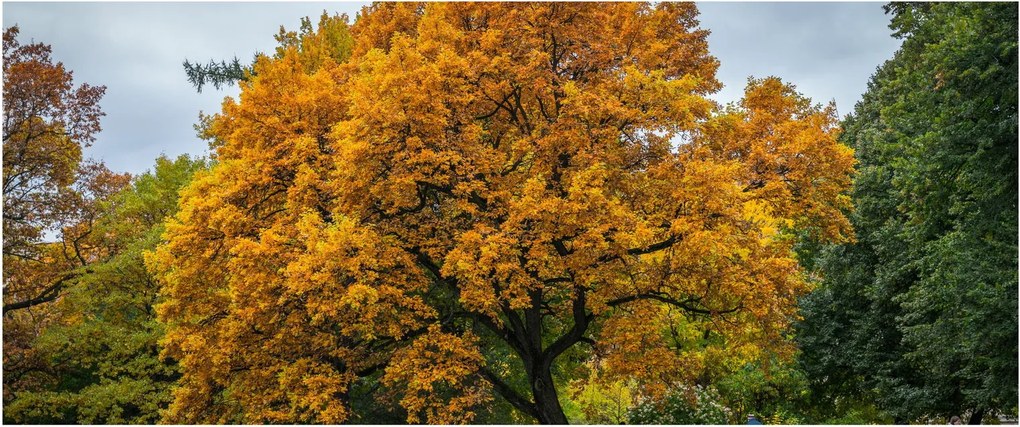 Obraz stromu (120x50 cm)
