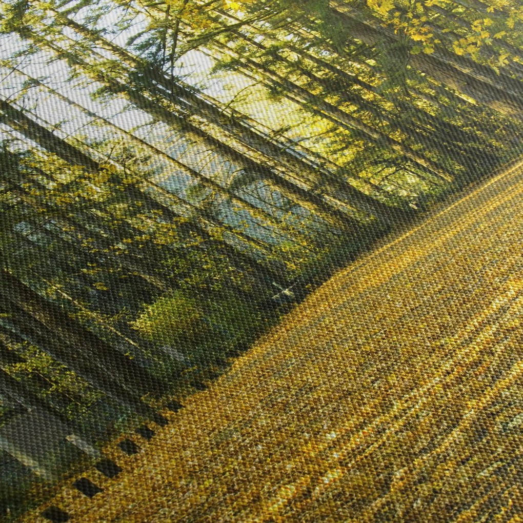 Obraz - les v jeseni (90x60 cm)