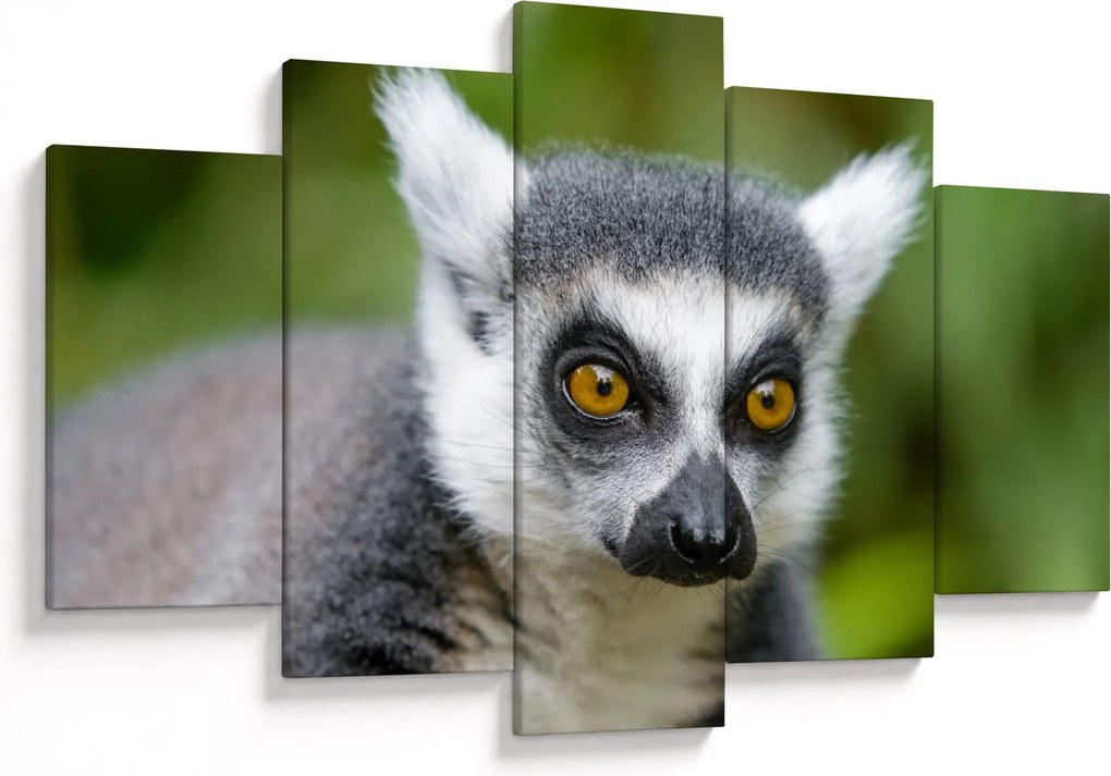 Obraz lemura (150x105 cm)