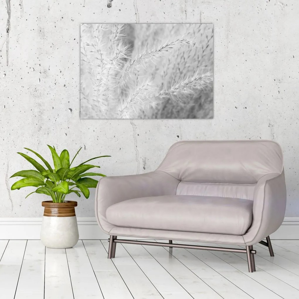 Sklenený obraz - Pampas grass N⁰1 (70x50 cm)