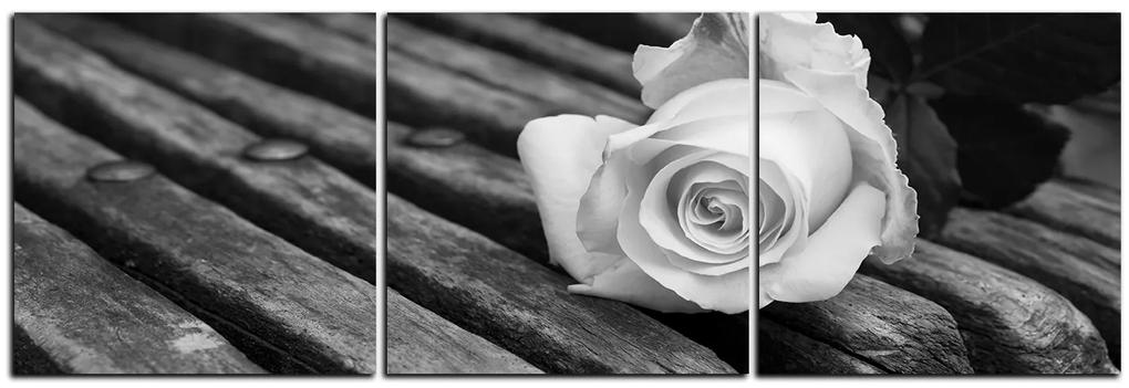 Obraz na plátne - Biela ruža na lavici - panoráma 5224QB (90x30 cm)
