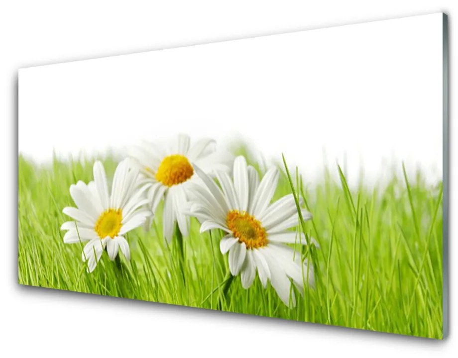 Skleneny obraz Sedmokráska kvety rastlina 100x50 cm