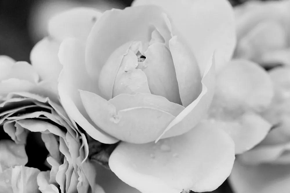 Obraz pôvabné ruže v čiernobielom prevedení