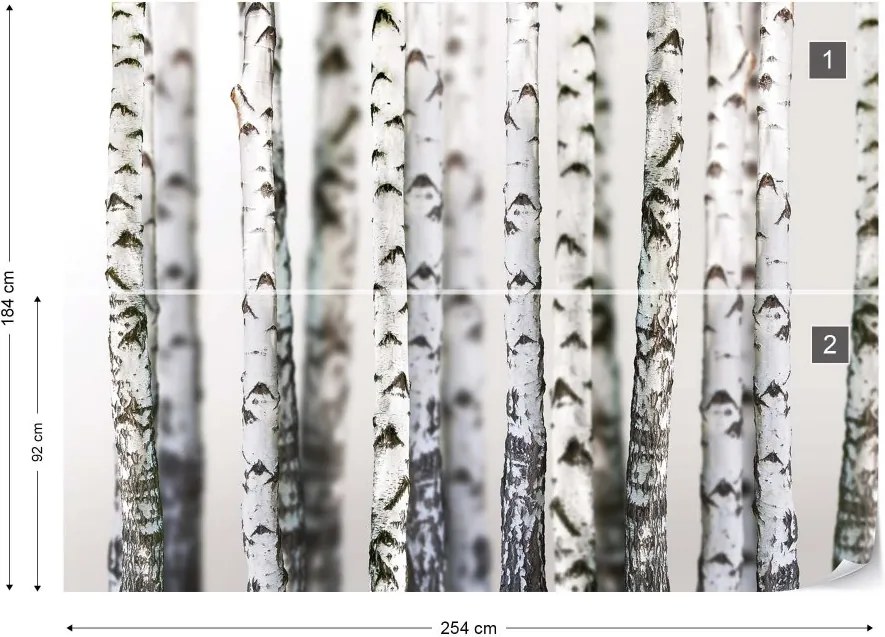 GLIX Fototapeta - Birch Trees Forest Nature Texture Vliesová tapeta  - 254x184 cm