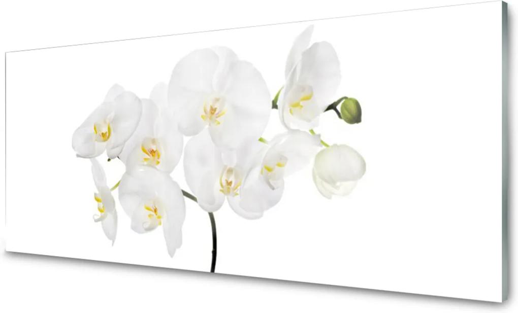 Sklenený obklad Do kuchyne Biela Orchidea Kvety