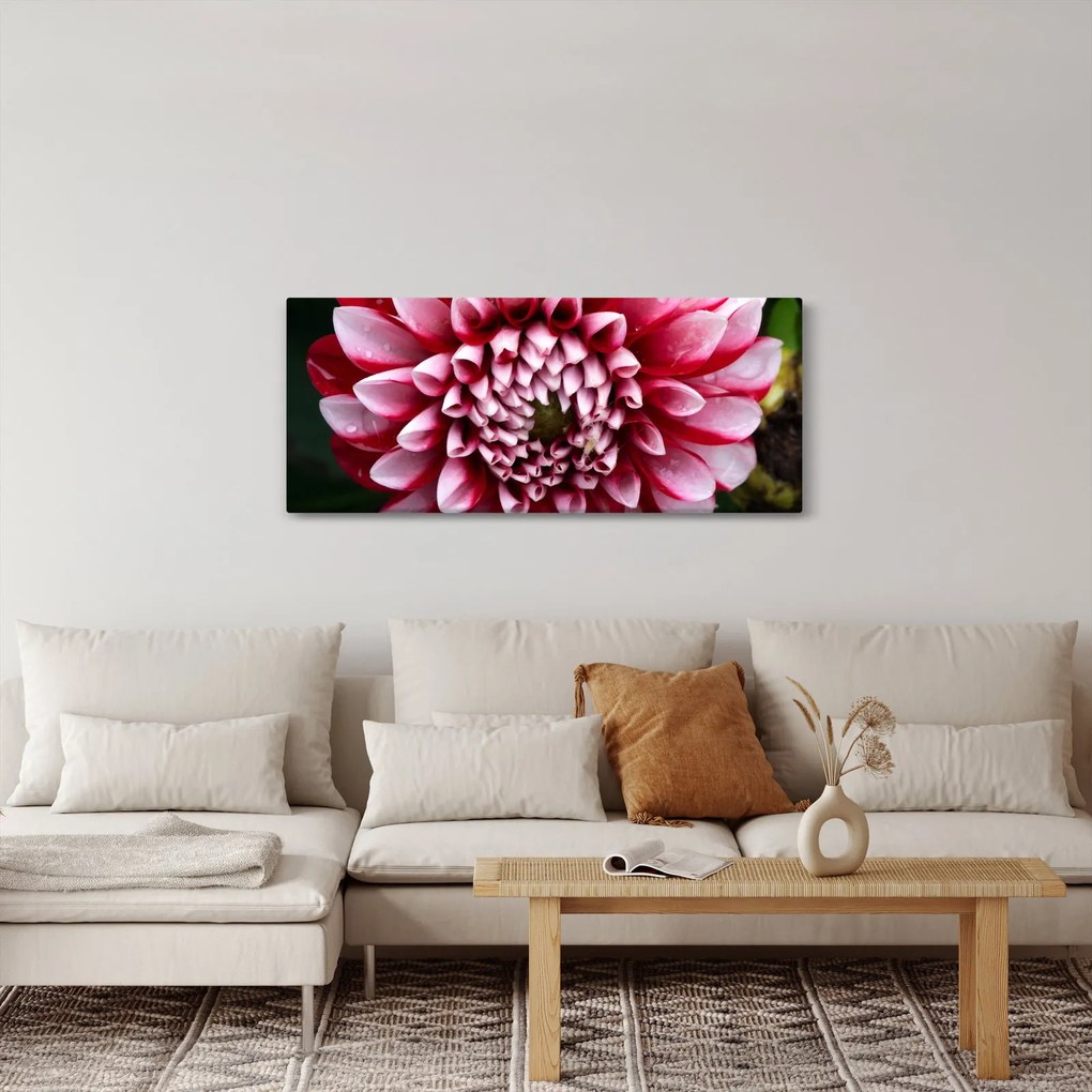 Obraz ružovej Dahlie (120x50 cm)