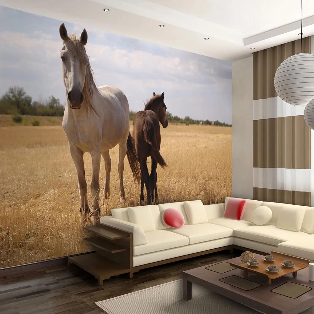 Artgeist Fototapeta - Horse and foal Veľkosť: 250x193, Verzia: Premium