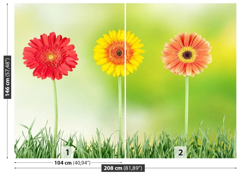 Fototapeta Vliesová Gerbera 104x70 cm