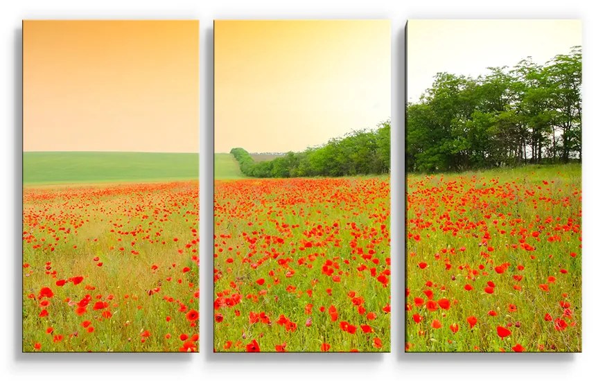 Sablio Obraz - 3-dílný Pole vlčieho maku - 120x80 cm