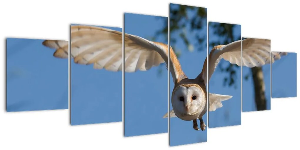 Obraz letiaci sovy